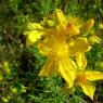 Hypericum perforatum L. Hypericaceae-Millepertuis