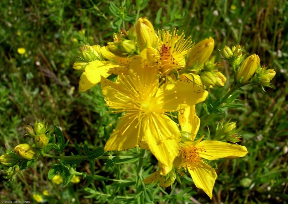 Hypericum perforatum L. Hypericaceae-Millepertuis