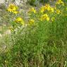 Hypericum perforatum L. Hypericaceae-Millepertuis