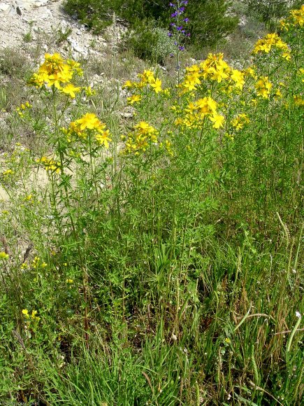 Hypericum perforatum L. Hypericaceae-Millepertuis