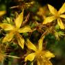 Hypericum perforatum L. Hypericaceae-Millepertuis