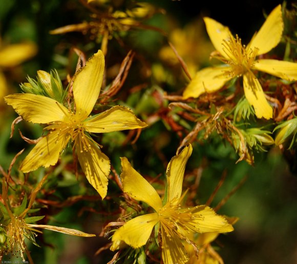 Hypericum perforatum L. Hypericaceae-Millepertuis