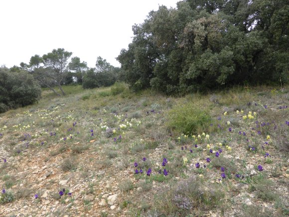 Iris lutescens Lam. Iridaceae
 - Iris des garrigues