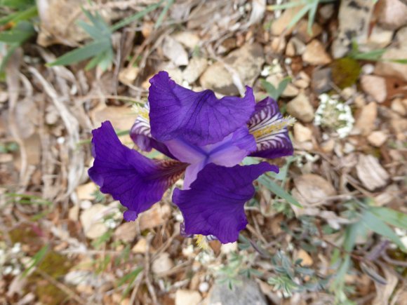 Iris lutescens Lam. Iridaceae
 - Iris des garrigues