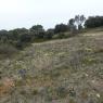 Iris lutescens Lam. Iridaceae
 - Iris des garrigues