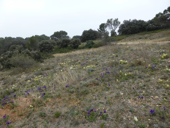 Iris lutescens Lam. Iridaceae
 - Iris des garrigues