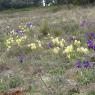 Iris lutescens Lam. Iridaceae
 - Iris des garrigues