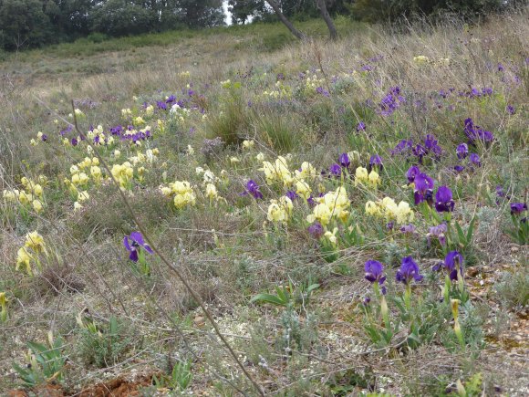 Iris lutescens Lam. Iridaceae
 - Iris des garrigues