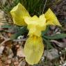 Iris lutescens Lam. Iridaceae
 - Iris des garrigues