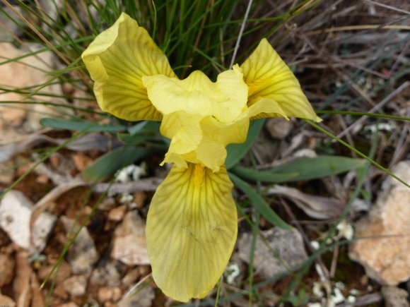 Iris lutescens Lam. Iridaceae
 - Iris des garrigues