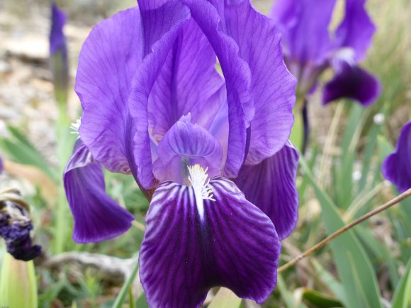 Iris lutescens Lam. Iridaceae
 - Iris des garrigues