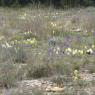 Iris lutescens Lam. Iridaceae
 - Iris des garrigues