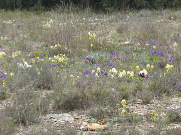 Iris lutescens Lam. Iridaceae
 - Iris des garrigues