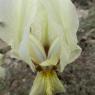 Iris lutescens Lam. Iridaceae
 - Iris des garrigues