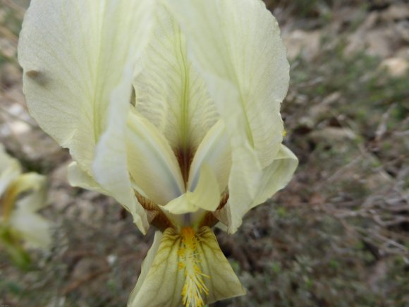 Iris lutescens Lam. Iridaceae
 - Iris des garrigues