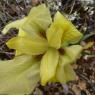 Iris lutescens Lam. Iridaceae
 - Iris des garrigues