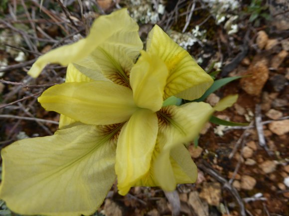 Iris lutescens Lam. Iridaceae
 - Iris des garrigues