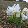 Iris lutescens Lam. Iridaceae
 - Iris des garrigues
