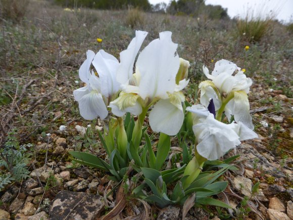 Iris lutescens Lam. Iridaceae
 - Iris des garrigues