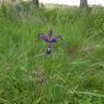 Iris reichenbachiana Klatt Iridaceae Iris maritime