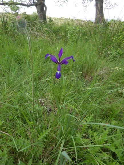 Iris reichenbachiana Klatt Iridaceae Iris maritime