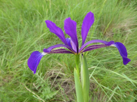 Iris reichenbachiana Klatt Iridaceae Iris maritime