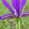 Iris reichenbachiana Klatt Iridaceae Iris maritime