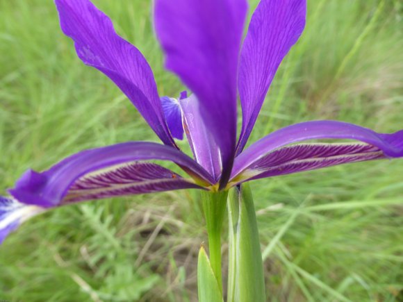 Iris reichenbachiana Klatt Iridaceae Iris maritime