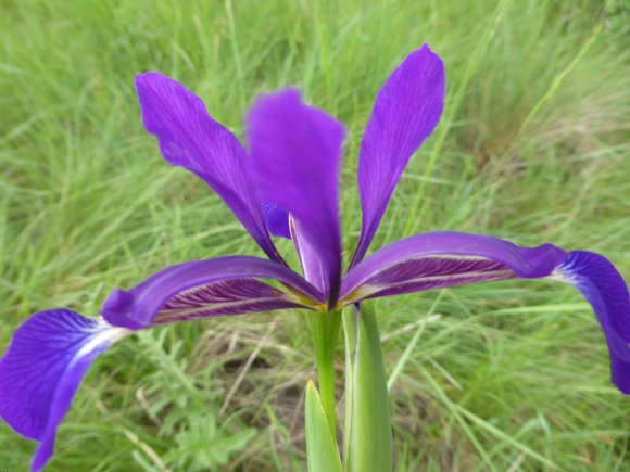 Iris reichenbachiana Klatt Iridaceae Iris maritime