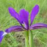 Iris reichenbachiana