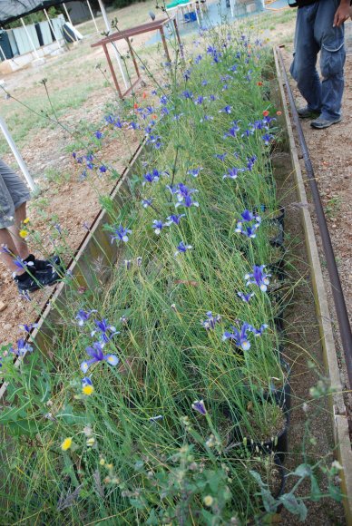 Iris xiphium L. Iridaceae - Iris d'Espagne