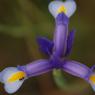 Iris xiphium L. Iridaceae - Iris d'Espagne