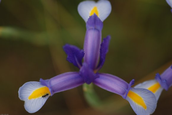 Iris xiphium L. Iridaceae - Iris d'Espagne