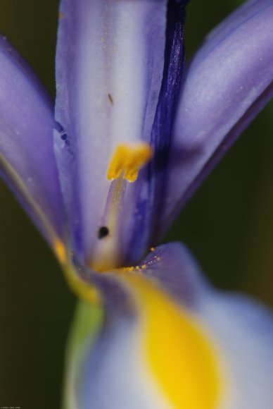 Iris xiphium L. Iridaceae - Iris d'Espagne