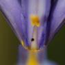 Iris xiphium L. Iridaceae - Iris d'Espagne