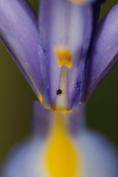 Iris xiphium L. Iridaceae - Iris d'Espagne