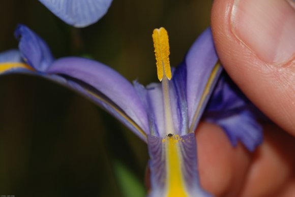 Iris xiphium L. Iridaceae - Iris d'Espagne