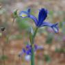 Iris xiphium L. Iridaceae - Iris d'Espagne