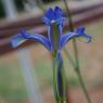 Iris xiphium L. Iridaceae - Iris d'Espagne