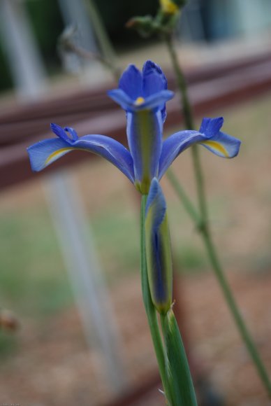 Iris xiphium L. Iridaceae - Iris d'Espagne