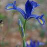 Iris xiphium L. Iridaceae - Iris d'Espagne