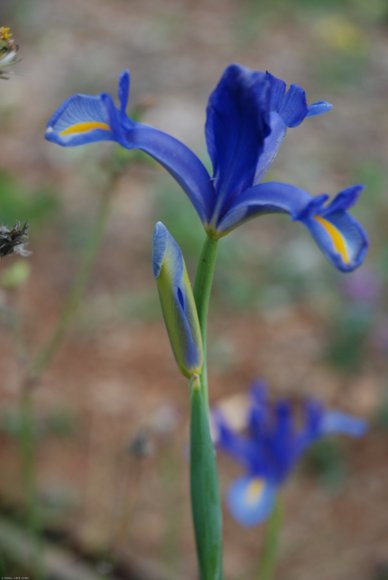 Iris xiphium L. Iridaceae - Iris d'Espagne