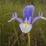 suivi Iris xiphium