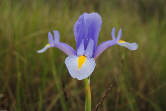suivi Iris xiphium