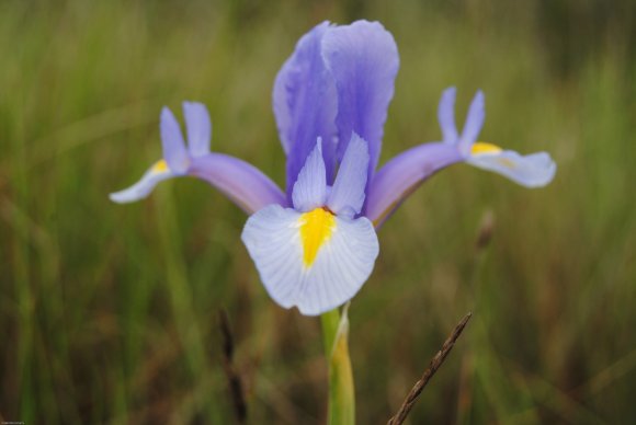 suivi Iris xiphium