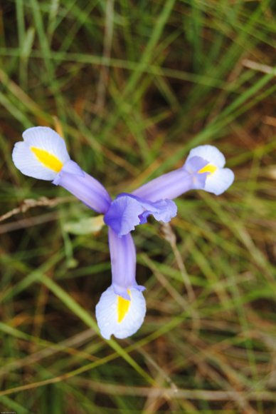 suivi Iris xiphium