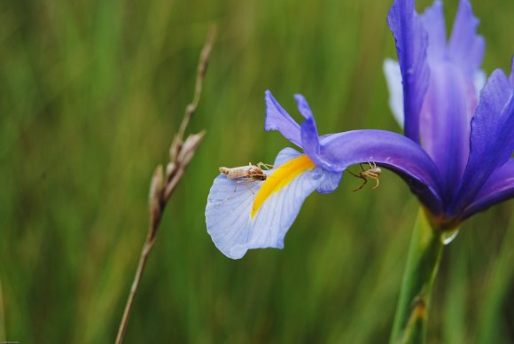 suivi Iris xiphium