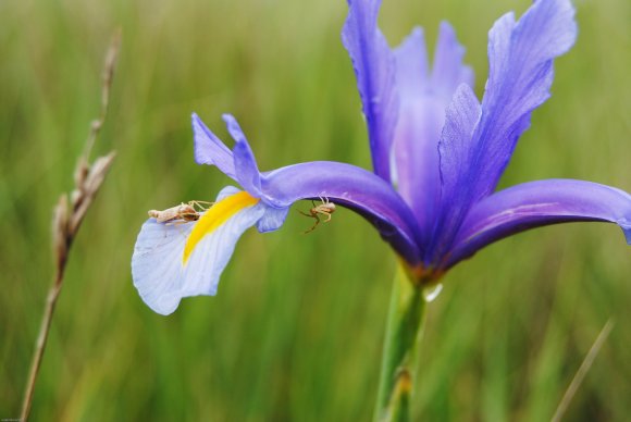 suivi Iris xiphium