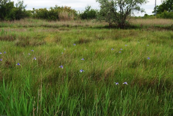 suivi Iris xiphium