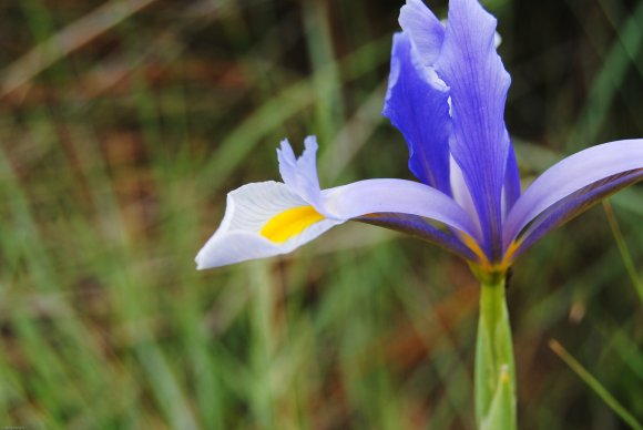 suivi Iris xiphium